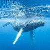 Горбатые киты оказались спасителями для тюленей