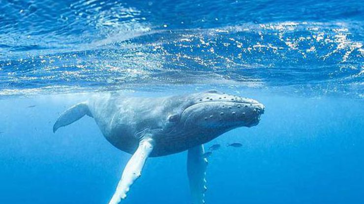 Горбатые киты спасают тюленей от косаток. Фото odominicane.com