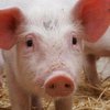 В Одесской области зафиксировали вспышку чумы свиней