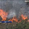 У Каліфорнії лісові пожежі знищили 20 будинків