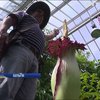 У Бельгії розцвіла квітка вагою 18 кілограмів (відео)