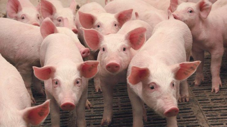 В Николаевской области зафиксировали вспышку африканской чумы свиней