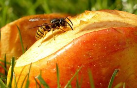 Что делать при укусе насекомых: летняя инструкция 