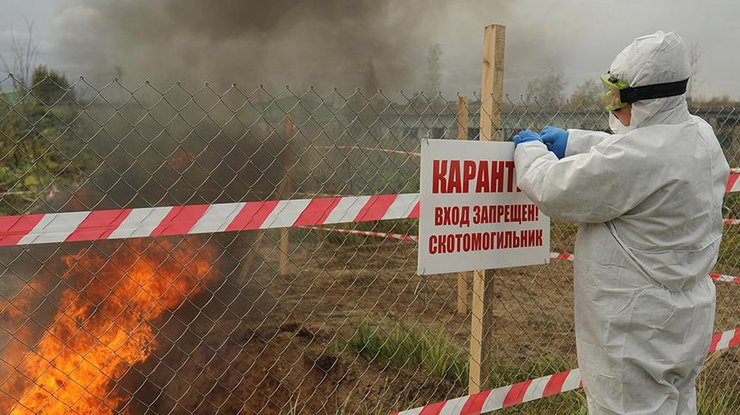 Вспышка африканской чумы зафиксирована в Николаевской, Одесской и Сумской областях