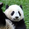 Балованная панда стала хитом сети (видео)