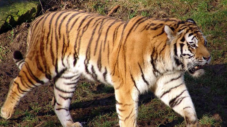 В Мексике тигр спас зоолога от ягуара