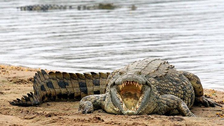 В Австралии вандалы подбросили в школу крокодилов