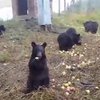 Жадные медведи покорили пользователей сети (видео)