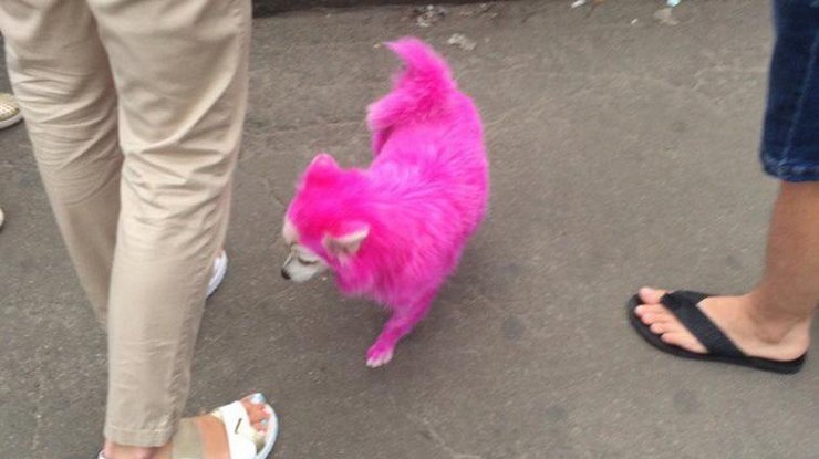 По Киеву бегает розовая собачка