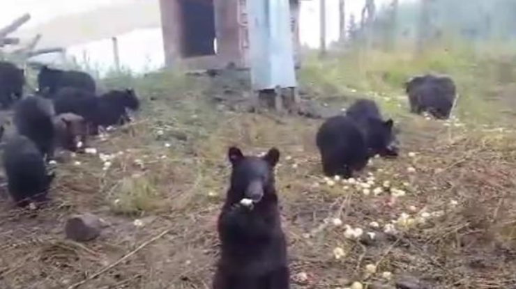 Жадные медведи покорили пользователей сети. Фото: кадр из видео