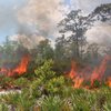 В Испании бушует пожар: горит 2 тыс. га леса (видео)