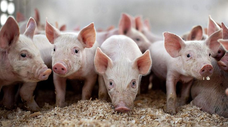 В Полтавской области объявили карантин из-за чумы свиней