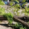 В Киеве дерево убило местного жителя