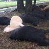 В США молния убила 19 коров (фото)