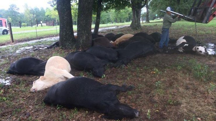 В США молния убила 19 коров