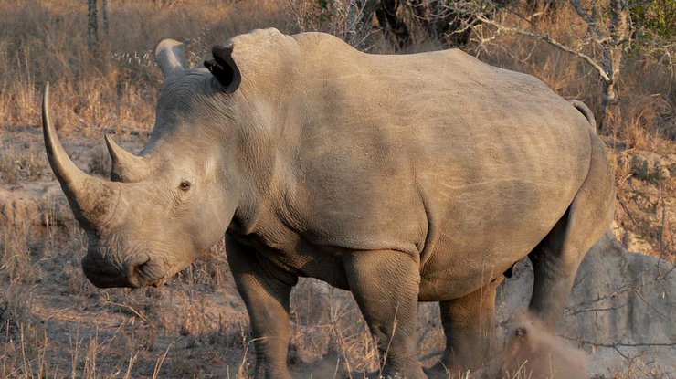В Зимбабве 700 носорогам хотят удалить рога