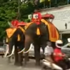 На улицах Таиланда протестуют слоны (видео) 
