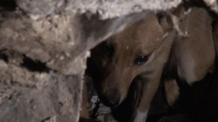 Собака два года прожила в выгребной яме и выжила
