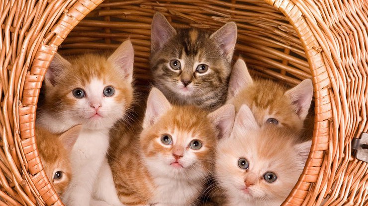 Украина попала в топ-10 стран с наибольшим количеством кошек