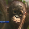 В Індонезії відкрили школу для орангутангів