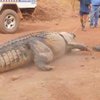 В Австралии поймали крокодила-убийцу (видео)