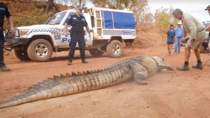 В Австралии пойман гигантский крокодил, пожирающий скот