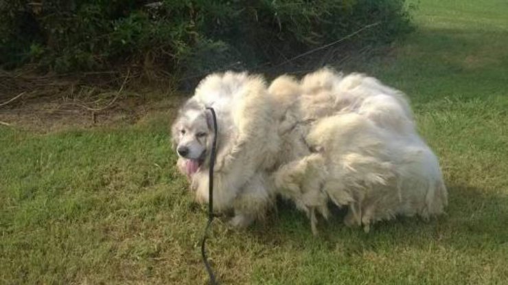 Собака прожила в амбаре шесть лет и обросла 15-килограммовой шерстью. Фото: Facebook