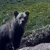 На Алтае заметили вымершего сайлюгемского медведя (видео)