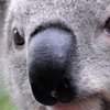 В Австралии во время футбольного матча на поле выбежала коала (видео)