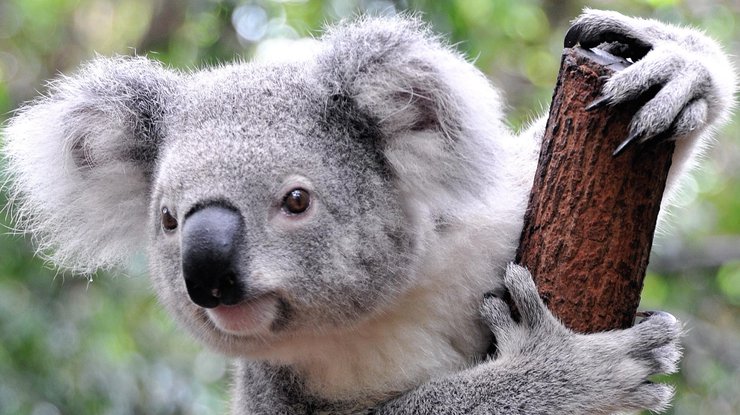 В Австралии во время футбольного матча на поле выбежала коала