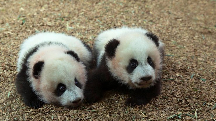 панды-близняшки стали послами ООН 