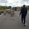 В Харькове свиньи парализовали движение на трассе (фото, видео)