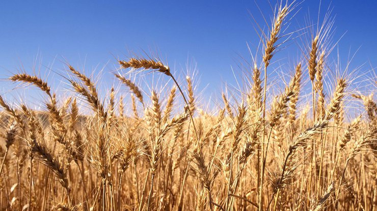 На земле могут исчезнуть пшеница и рис