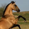 Во Львовской области лошадь убила хозяина 