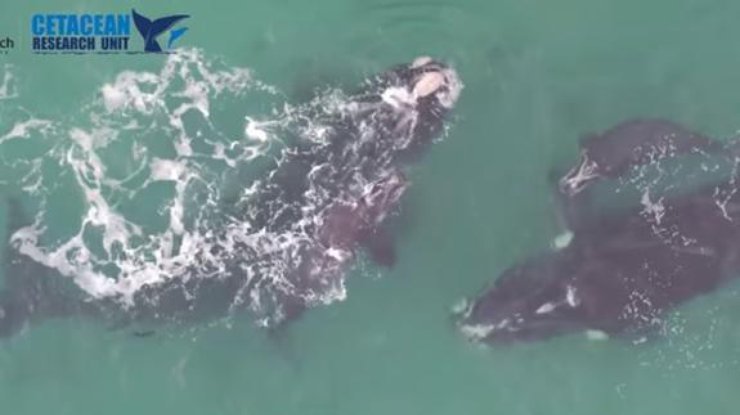 Редкое видео с белыми китами сделали при помощи дрона