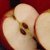Яблоки продлевают жизнь – ученые