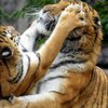 Тигры растерзали тигрицу на глазах у туристов (видео)