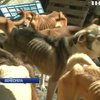 Криза у Венесуелі: від голоду страждають навіть тварини (відео)