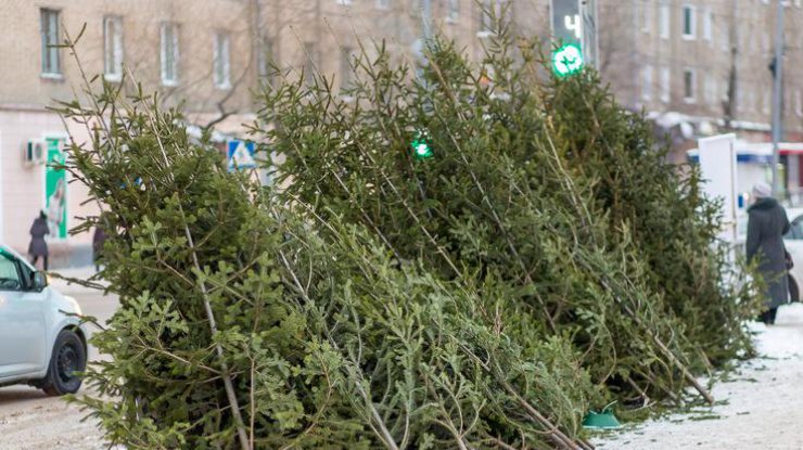 В Киеве открыли пункты утилизации новогодних елок (фото: news.vtomske.ru)