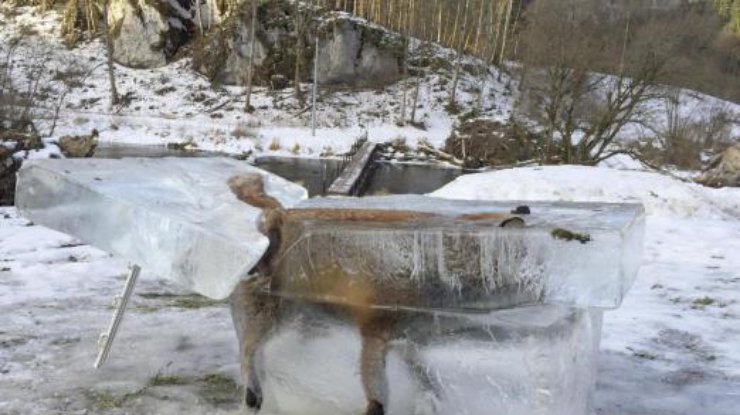 В Германии в замерзшей глыбе обнаружили лису. Фото из Twitter