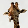 В Африке огромный жираф отобрал у туристов мороженое (видео) 