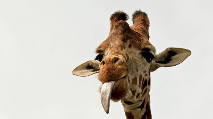 В Африке огромный жираф отобрал у туристов мороженое