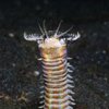 В океане обнаружили трехметрового червя-хищника (видео)