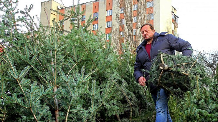 Украинцы массово выбрасывают елки