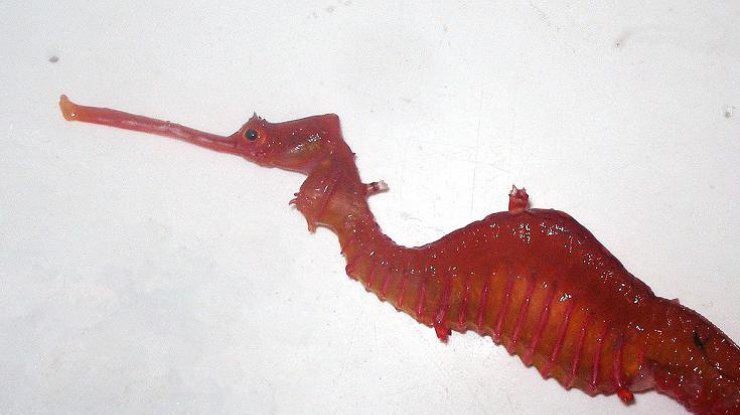 В морских просторах найдено загадочное животное (фото:  Western Australian Museum) 