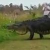 В США сняли на видео гигантского аллигатора