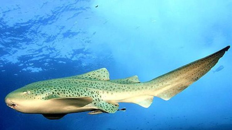 Одинокая акула научилась размножаться без самца (фото: infuture.ru)