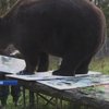 В Финляндии устроили выставку картин написанных медведем 
