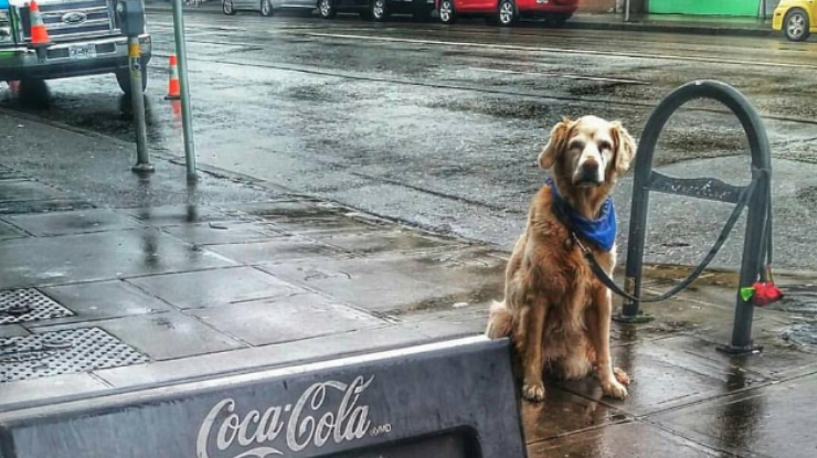 Как верные собаки грустят возле магазинов (фото: TJ)