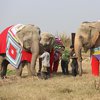 В Индии замерзающим слонам связали пижамы (фото)